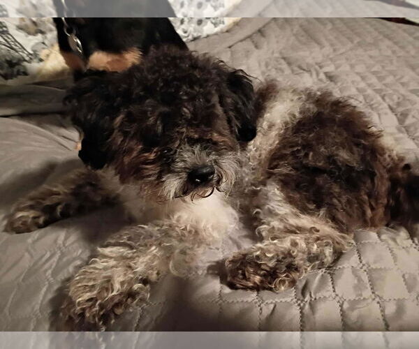 Medium Photo #3 Shih-Poo Puppy For Sale in Spring Lake, NC, USA
