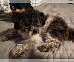 Small #2 Shih-Poo