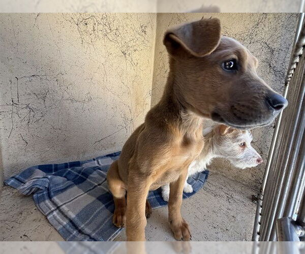 Medium Photo #1 Mutt Puppy For Sale in Oklahoma City, OK, USA