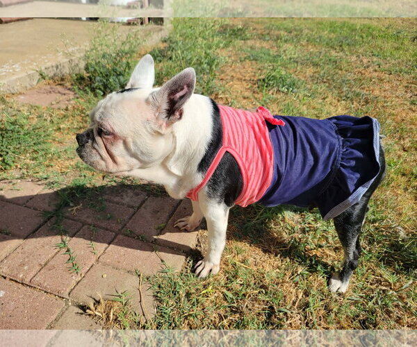 Medium Photo #4 Boston Terrier Puppy For Sale in Little Elm, TX, USA