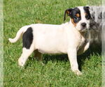 Small #1 Basenji-Rat Terrier Mix