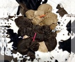 Small Photo #15 Goldendoodle (Miniature) Puppy For Sale in ZIRCONIA, NC, USA