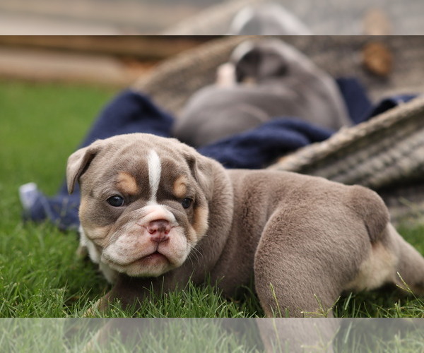 Medium Photo #12 Olde English Bulldogge Puppy For Sale in MANSFIELD, GA, USA