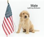 Puppy 3 Labrador Retriever