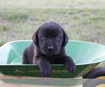 Small Labrador Retriever