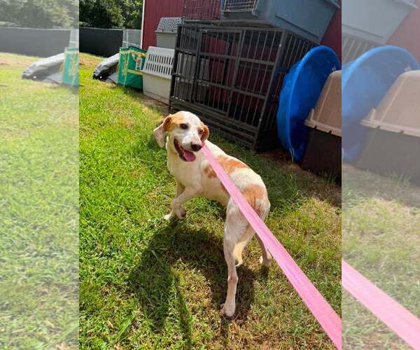 Medium Photo #2 Beagle-Unknown Mix Puppy For Sale in Sterling, MA, USA