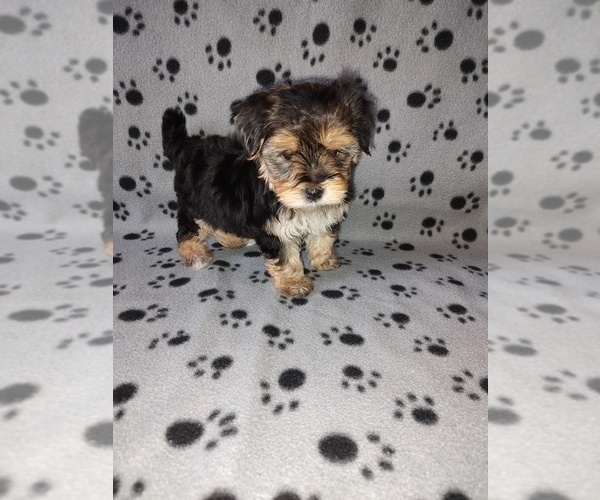 Medium Photo #7 Morkie Puppy For Sale in LAPEER, MI, USA
