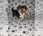Small #6 Morkie