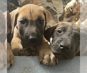 Great Dane Puppy for sale in JOHNSTOWN, OH, USA