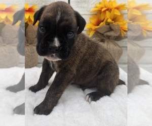 Boxer Puppy for sale in PAWNEE CITY, NE, USA