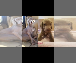 Mother of the Weimaraner puppies born on 04/27/2022
