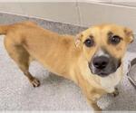 Small #2 German Shepherd Dog Mix
