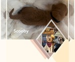 Small Photo #4 Goldendoodle Puppy For Sale in FALL RIVER, MA, USA