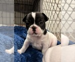 Puppy Puppy 6 French Bulldog