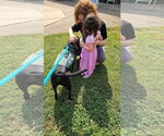 Small #9 American Pit Bull Terrier Mix