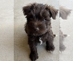 Small Photo #10 Schnauzer (Miniature) Puppy For Sale in KILLEEN, TX, USA