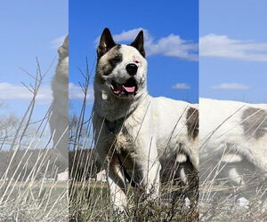 Akita Dogs for adoption in Pottstown, PA, USA