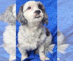 Small Photo #3 Havashu Puppy For Sale in Cuba, NY, USA