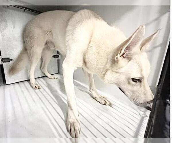 Medium Photo #1 German Shepherd Dog-Unknown Mix Puppy For Sale in Houston, TX, USA