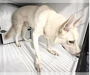 German Shepherd Dog-Unknown Mix Dogs for adoption in Houston, TX, USA