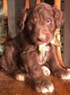 Small Photo #5 Aussiedoodle Puppy For Sale in ARBA, IN, USA