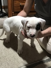 American Bulldog-Unknown Mix Puppy for sale in DEFUNIAK SPRINGS, FL, USA