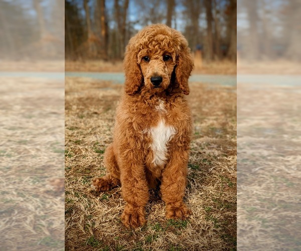 Medium Photo #2 Poodle (Standard) Puppy For Sale in GORDONSVILLE, VA, USA