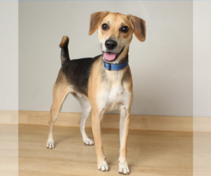 Mutt Dogs for adoption in Farmington, MN, USA