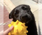 Small #3 Mutt