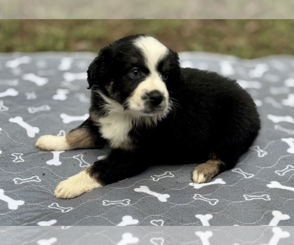 Medium Photo #5 Australian Shepherd Puppy For Sale in SALISBURY, NC, USA