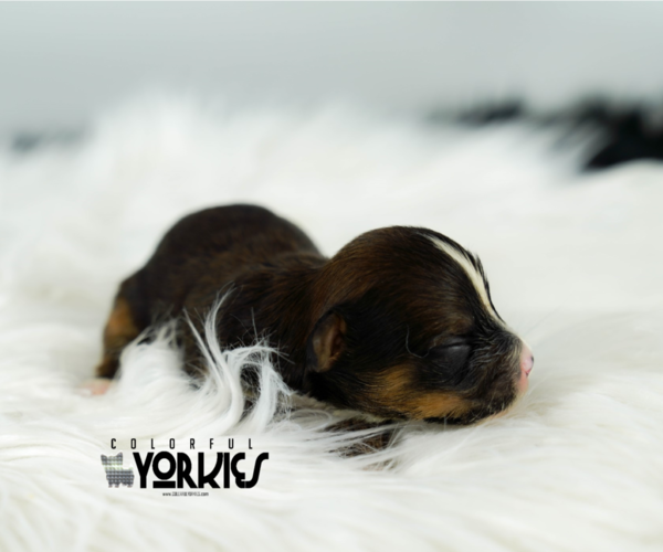 Medium Photo #4 Yorkshire Terrier Puppy For Sale in KELLER, TX, USA
