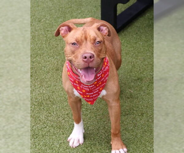 Medium Photo #7 American Pit Bull Terrier-Unknown Mix Puppy For Sale in Rockaway, NJ, USA