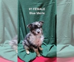 Puppy 1 Blue Merle Fe Australian Shepherd