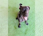 Small #1 American Pit Bull Terrier-Labrador Retriever Mix