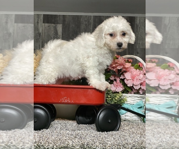 Medium Photo #4 Bichon Frise Puppy For Sale in CANOGA, NY, USA