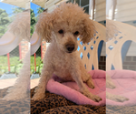Small #2 Poodle (Miniature)