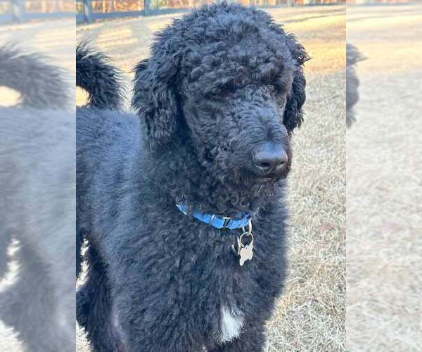 Medium Photo #8 Poodle (Standard) Puppy For Sale in Kennesaw, GA, USA