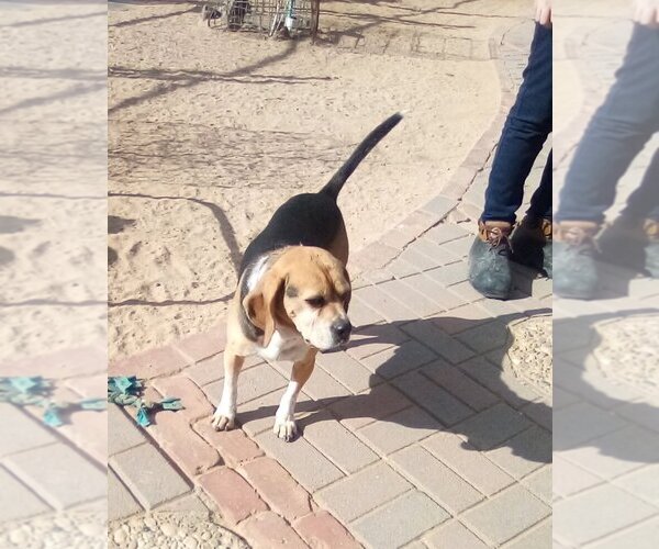 Medium Photo #6 Puggle Puppy For Sale in Apple Valley, CA, USA