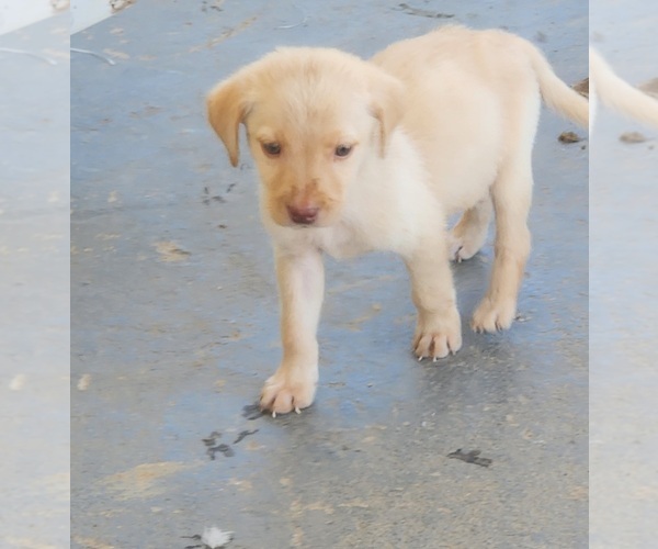 Medium Photo #9 Labrador Retriever Puppy For Sale in PADUCAH, KY, USA