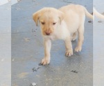 Small #8 Labrador Retriever