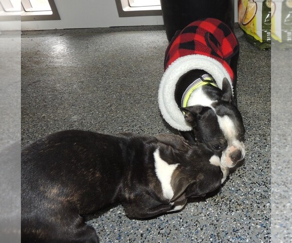 Medium Photo #4 Boston Terrier Puppy For Sale in CARLISLE, KY, USA