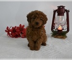 Small Photo #2 Poodle (Miniature) Puppy For Sale in BECKS MILLS, OH, USA