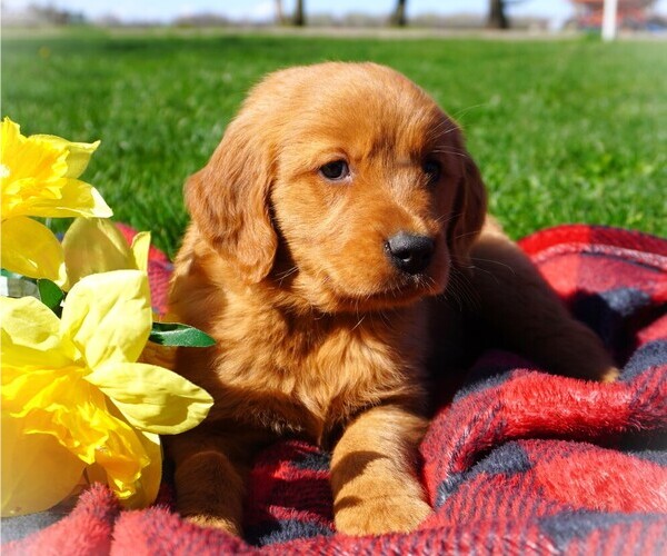Medium Photo #1 Golden Retriever Puppy For Sale in LUBLIN, WI, USA