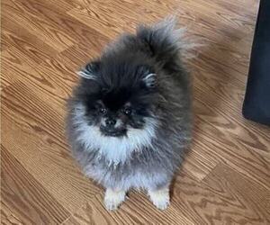 Pomeranian Puppy for sale in RESEDA, CA, USA
