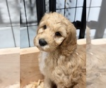 Small #2 Labradoodle