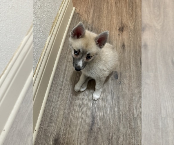 Medium Photo #108 Pomsky Puppy For Sale in LOVELAND, CO, USA
