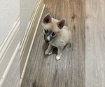 Small #107 Pomsky