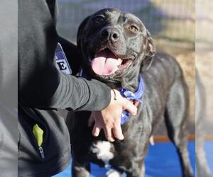 Labrador Retriever-Unknown Mix Dogs for adoption in San Antonio, TX, USA