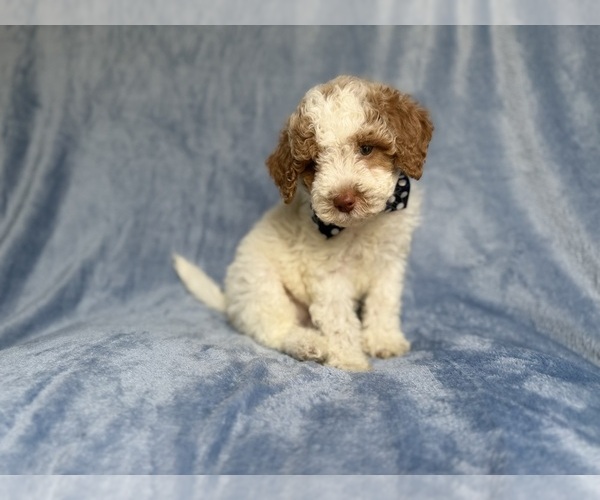 Medium Photo #9 Poodle (Miniature) Puppy For Sale in LAKELAND, FL, USA