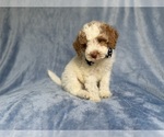 Small #8 Poodle (Miniature)